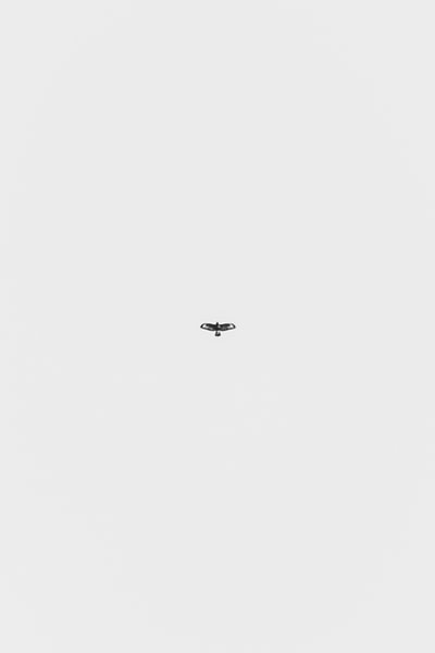 Black bird fly in the sky
